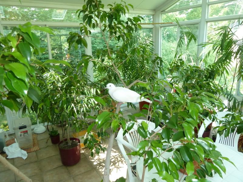 FINCHforum • View topic Safe and Unsafe Plants